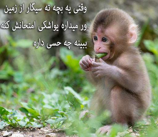 عکس نوشته خنده دار سیگار کشیدن میمون